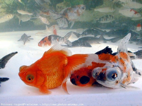 Photo de Poissons rouges