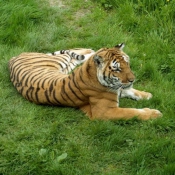 Photo de Tigre