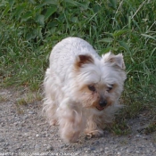 Photo de Yorkshire terrier