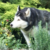 Photo de Husky siberien