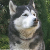 Photo de Husky siberien