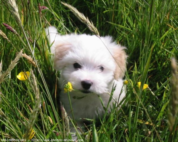 Photo de Coton de tulear