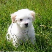 Photo de Coton de tulear