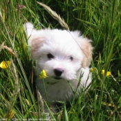 Photo de Coton de tulear