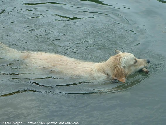 Photo de Golden retriever