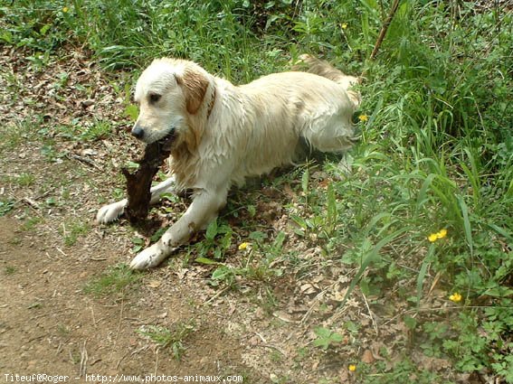 Photo de Golden retriever