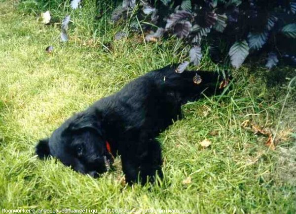 Photo de Retriever  poil plat