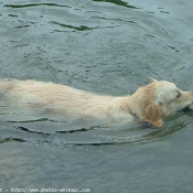 Photo de Golden retriever