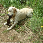 Photo de Golden retriever