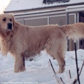 Photo de Golden retriever