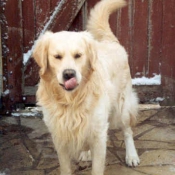 Photo de Golden retriever