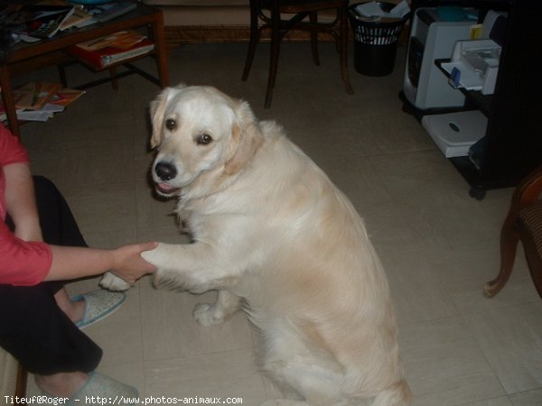 Photo de Golden retriever