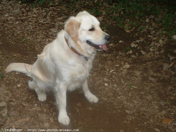 Photo de Golden retriever