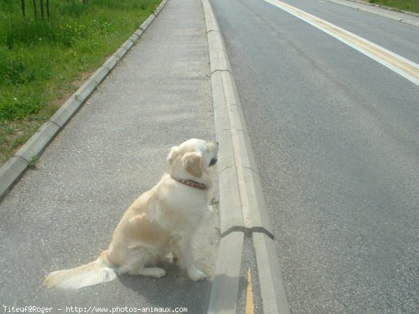 Photo de Golden retriever