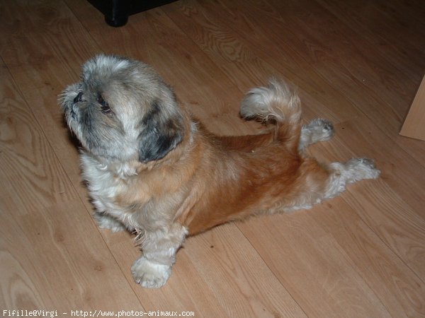 Photo de Shih tzu