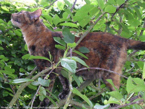 Photo de Chat domestique