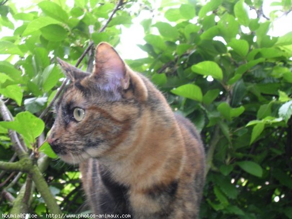 Photo de Chat domestique