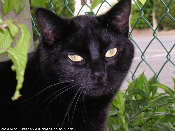 Photo de Chat domestique