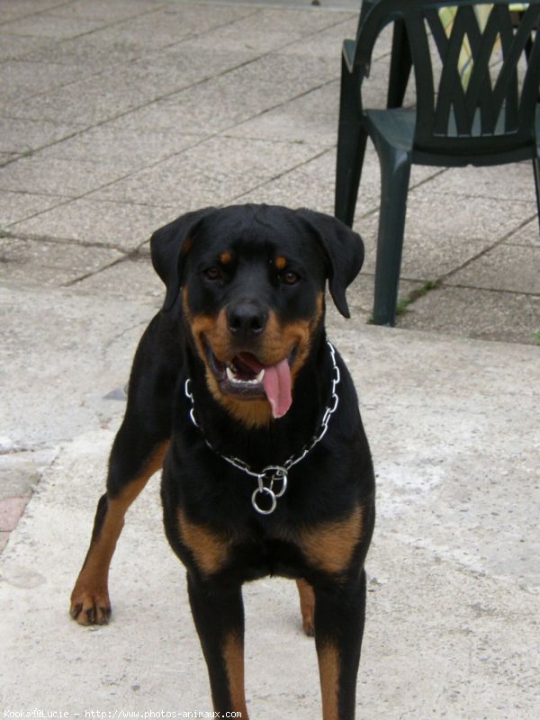 Photo de Rottweiler