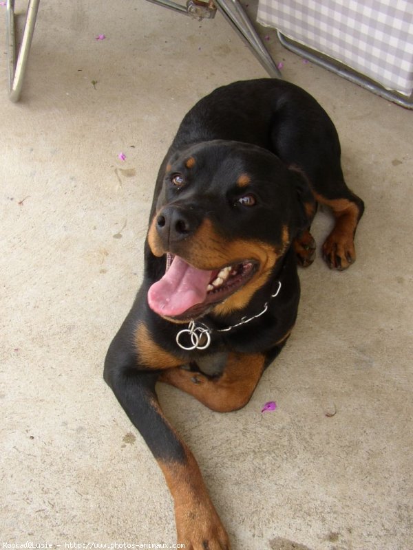 Photo de Rottweiler