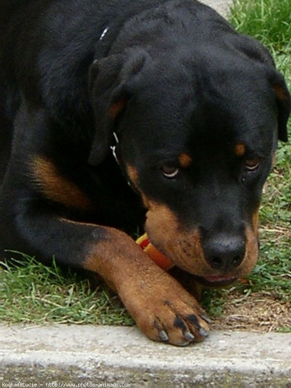 Photo de Rottweiler