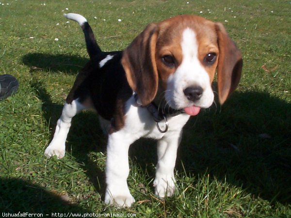 Photo de Beagle