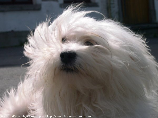 Photo de Coton de tulear