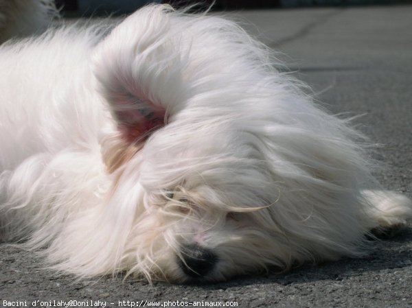 Photo de Coton de tulear