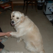 Photo de Golden retriever