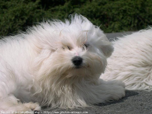 Photo de Coton de tulear