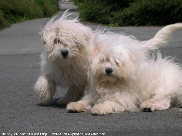 Photo de Coton de tulear