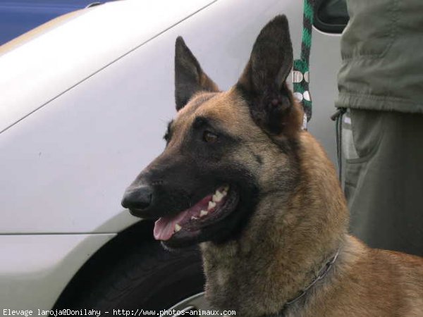 Photo de Berger belge malinois