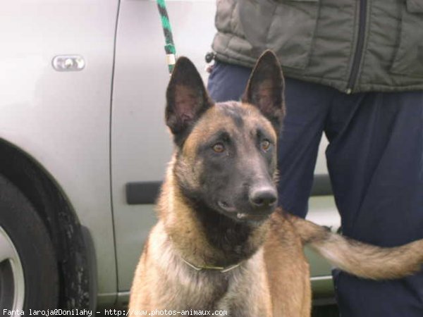 Photo de Berger belge malinois