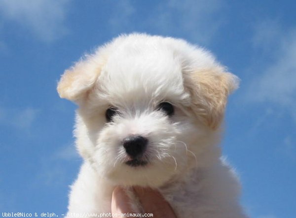 Photo de Coton de tulear