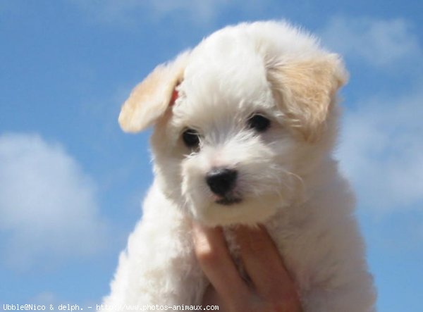 Photo de Coton de tulear