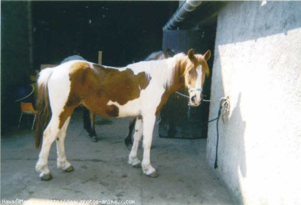 Photo de Paint horse