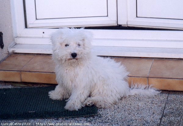 Photo de Bichon  poil fris