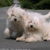 Photo de Coton de tulear