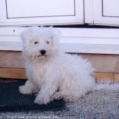 Photo de Bichon  poil fris