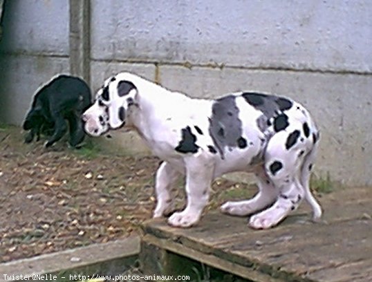 Photo de Dogue allemand