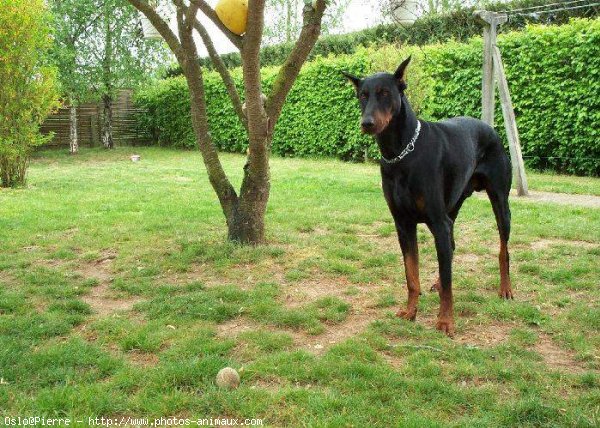 Photo de Dobermann