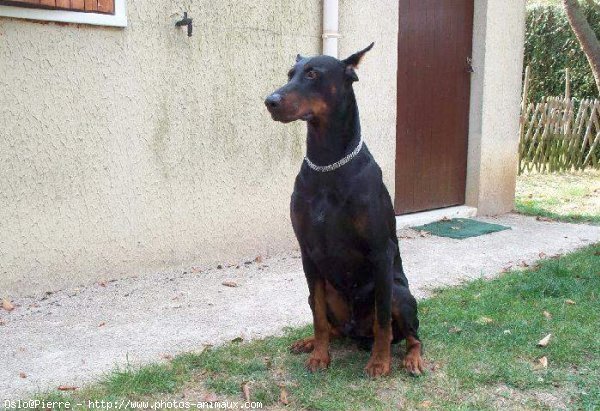 Photo de Dobermann