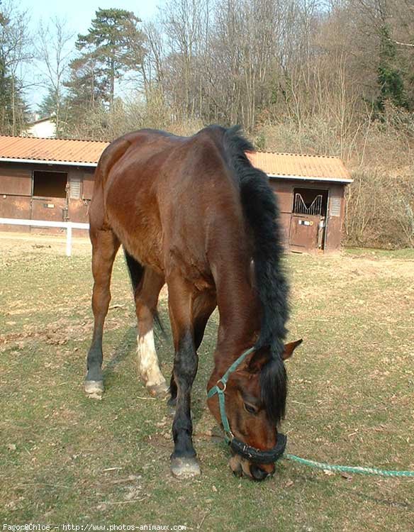 Photo de Poney franais de selle