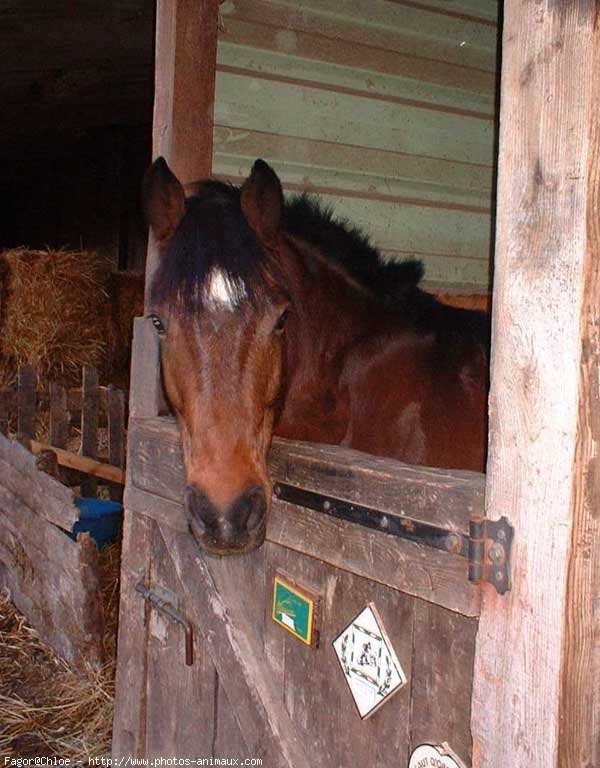 Photo de Poney franais de selle