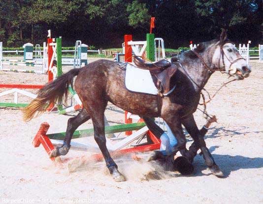 Photo de Poney franais de selle