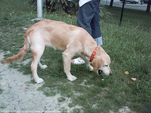 Photo de Golden retriever