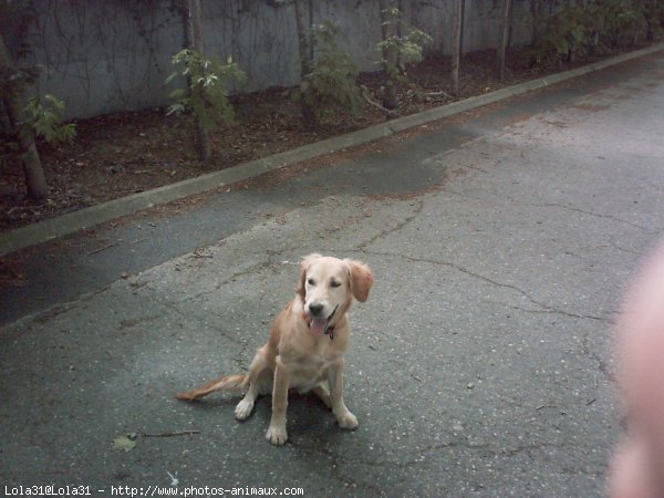 Photo de Golden retriever