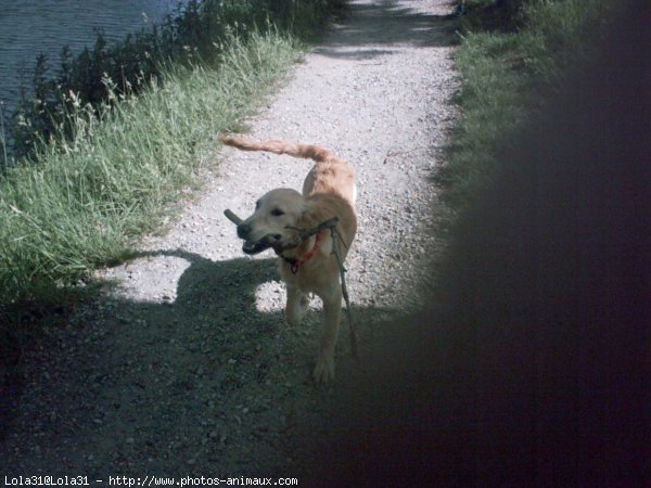 Photo de Golden retriever