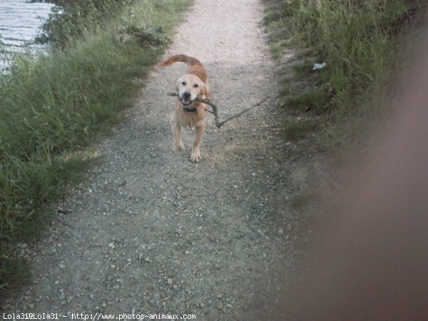 Photo de Golden retriever