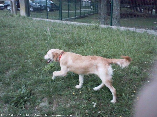 Photo de Golden retriever